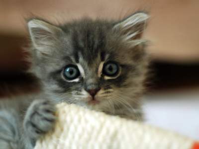 Kitteh :3